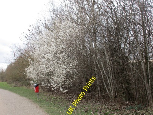 Photo 6x4 blackthorn - photo,