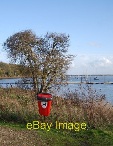 Photo 6x4 dog - photo,