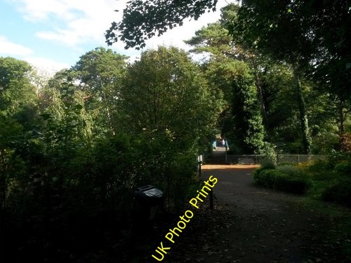 Photo 6x4 boscombe dog - photo,